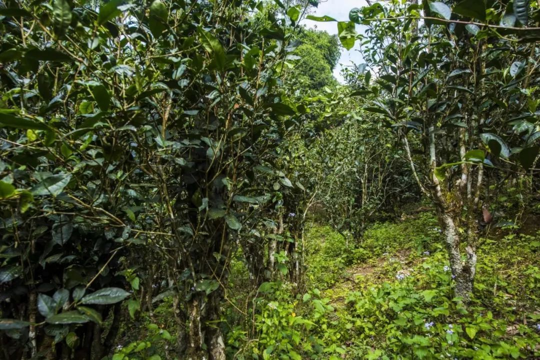 2021年冰島糯伍古樹秋茶口感是什么？