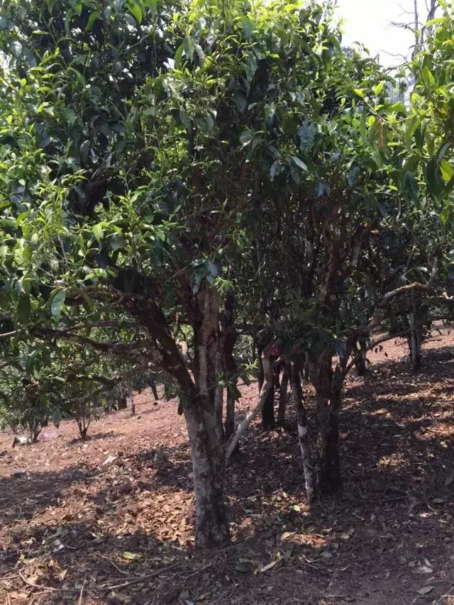 2021年冰島糯伍古樹秋茶特點(diǎn)？