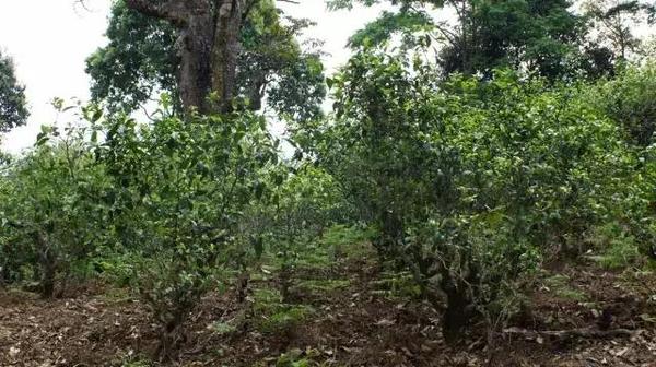 2021年冰島糯伍古樹秋茶多少錢一公斤？