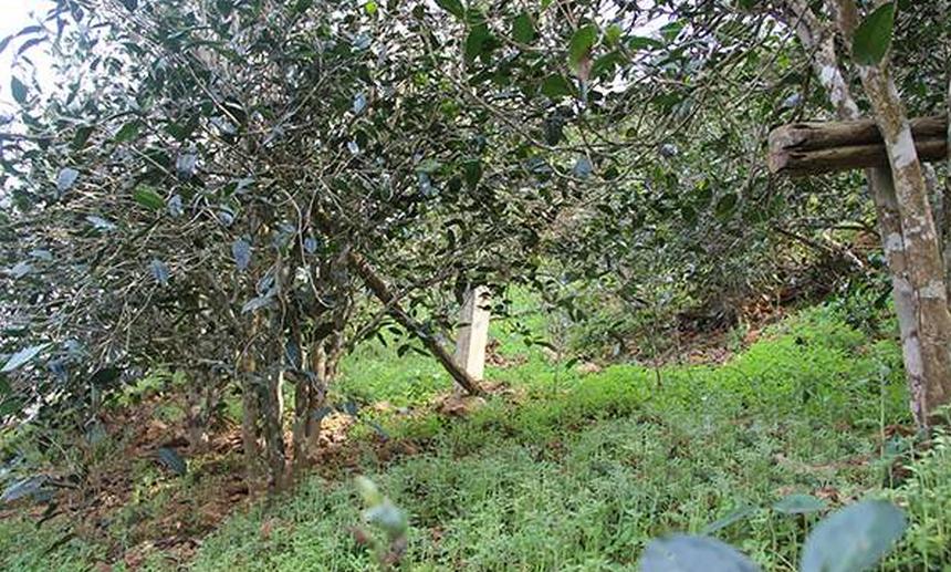 2021年昔歸古樹秋茶口感是什么？