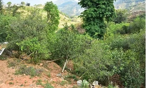 2021那罕古樹秋茶為何被稱為小昔歸？