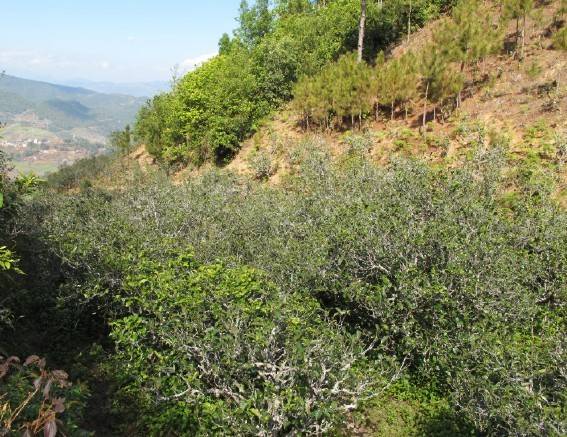 2021年梅子箐古樹秋茶特點(diǎn)是什么？