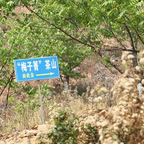 2021年梅子箐古樹(shù)秋茶口感！