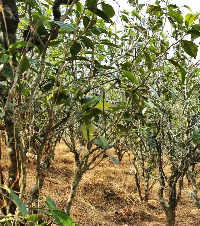 2021年巖子頭古樹秋茶口感是什么？