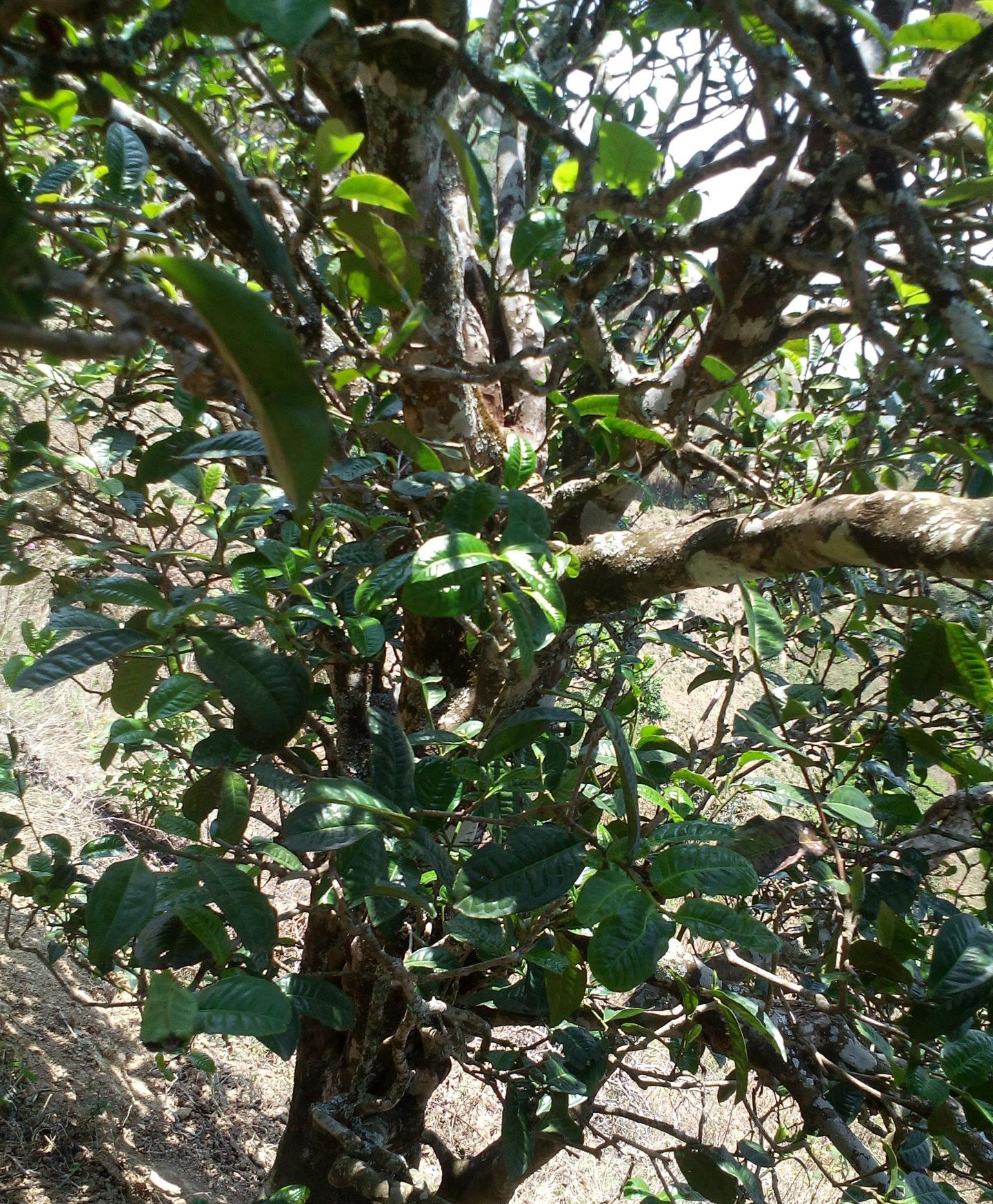 2021年巖子頭古樹秋茶特點？