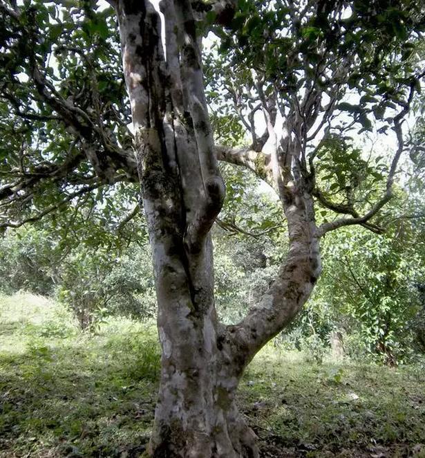 2021年巖子頭古樹(shù)秋茶，亂石出好茶！