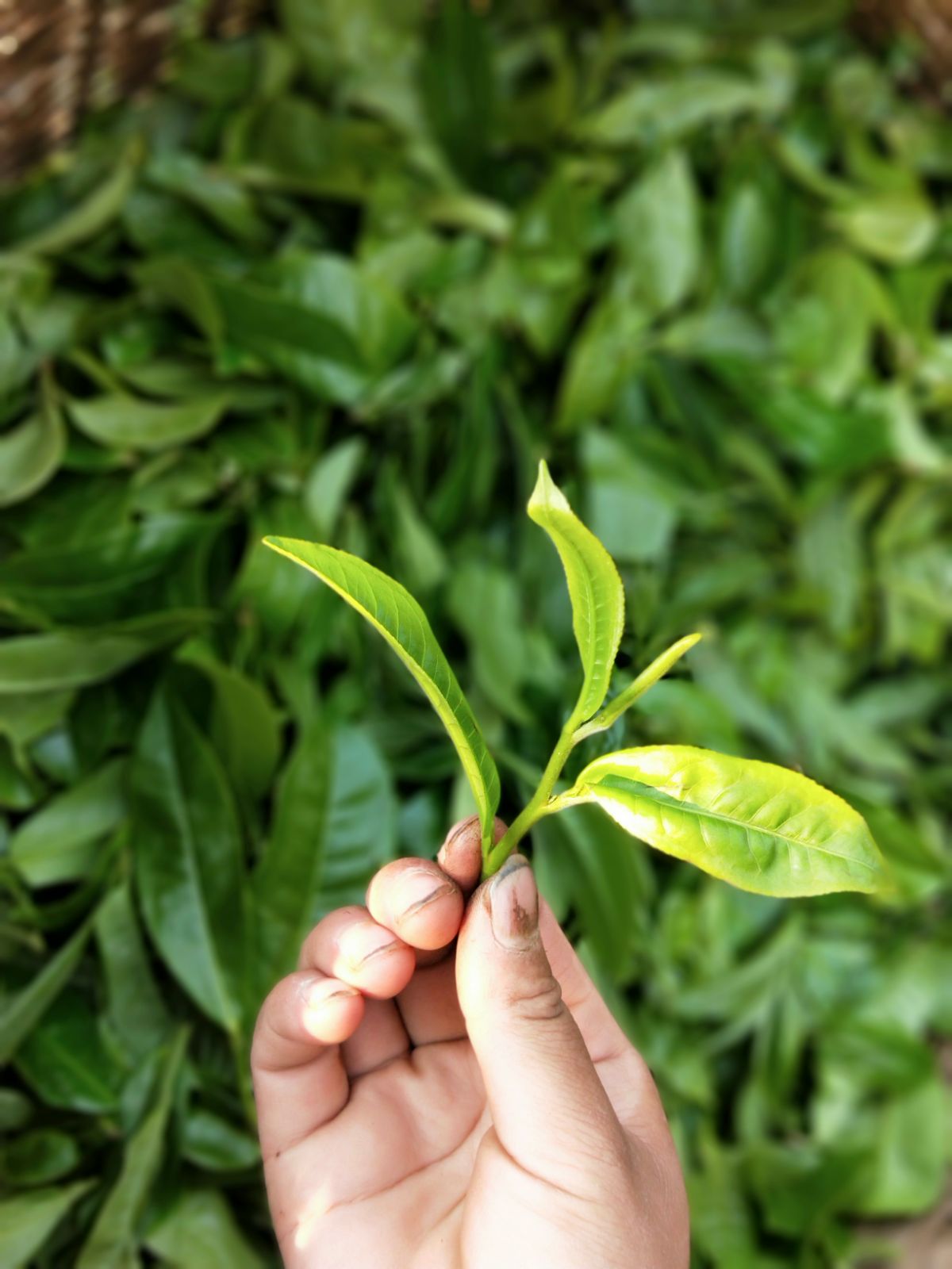 2021年馬鞍山古樹秋茶特點是什么？