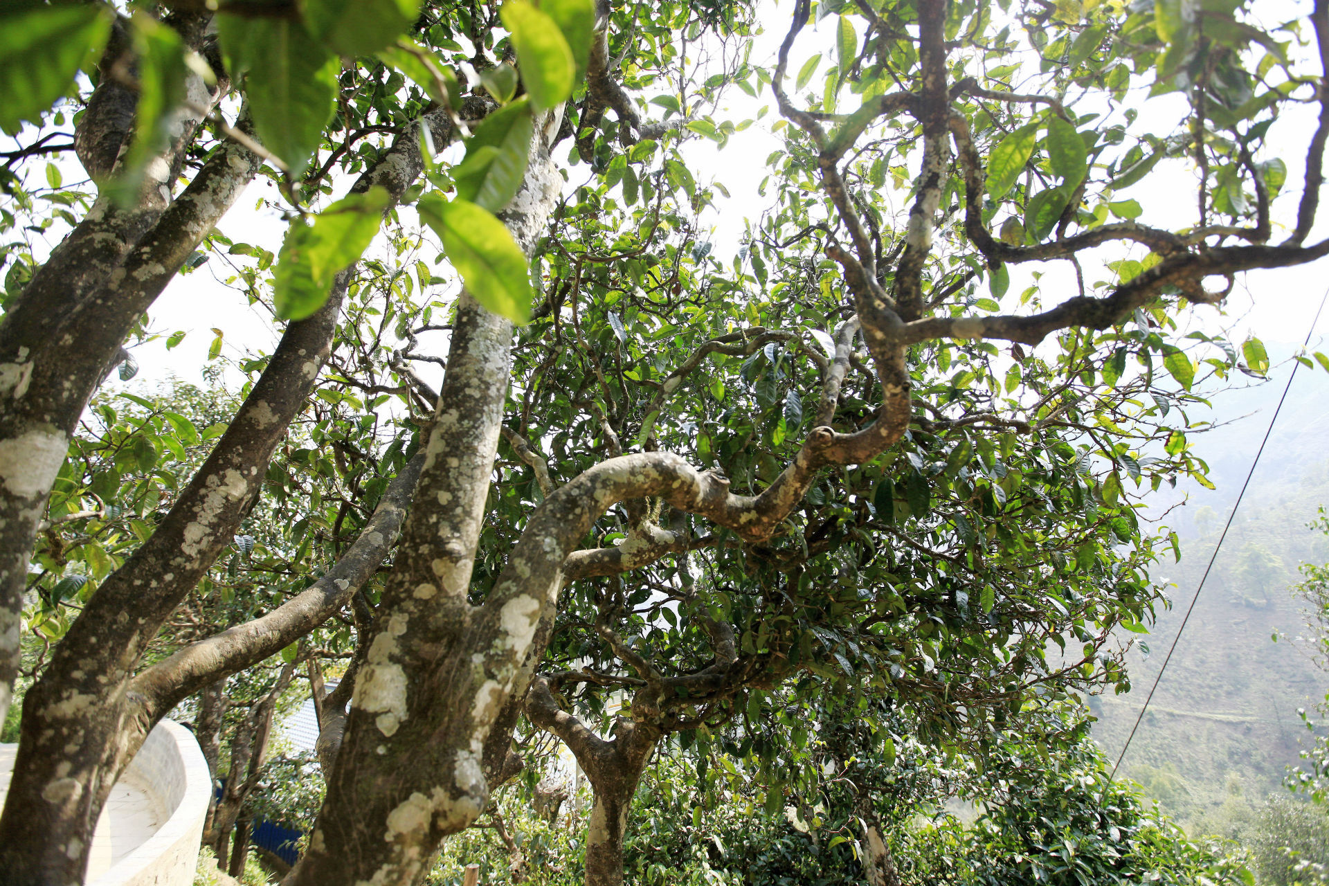 2021年馬鞍山古樹秋茶價(jià)值如何？