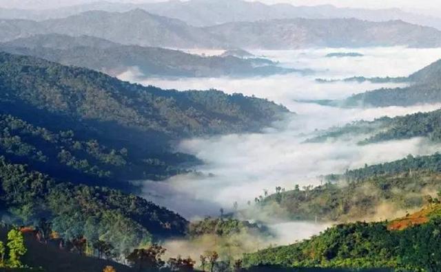 2021白鶯山古樹秋茶特點(diǎn)？