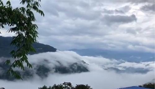 2021年白鶯山古樹秋茶多少錢一公斤？