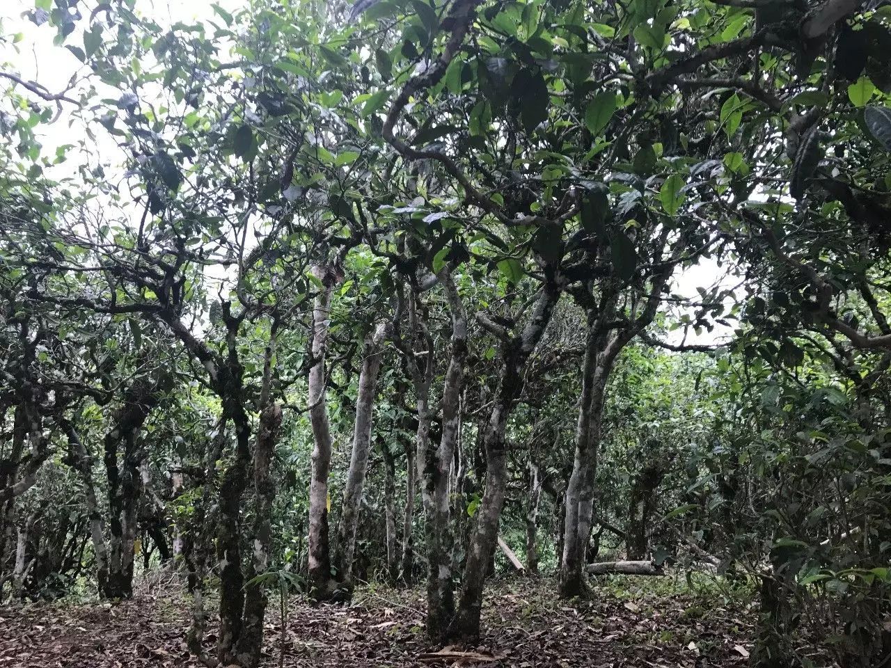 2021年老班章古樹秋茶口感是什么？