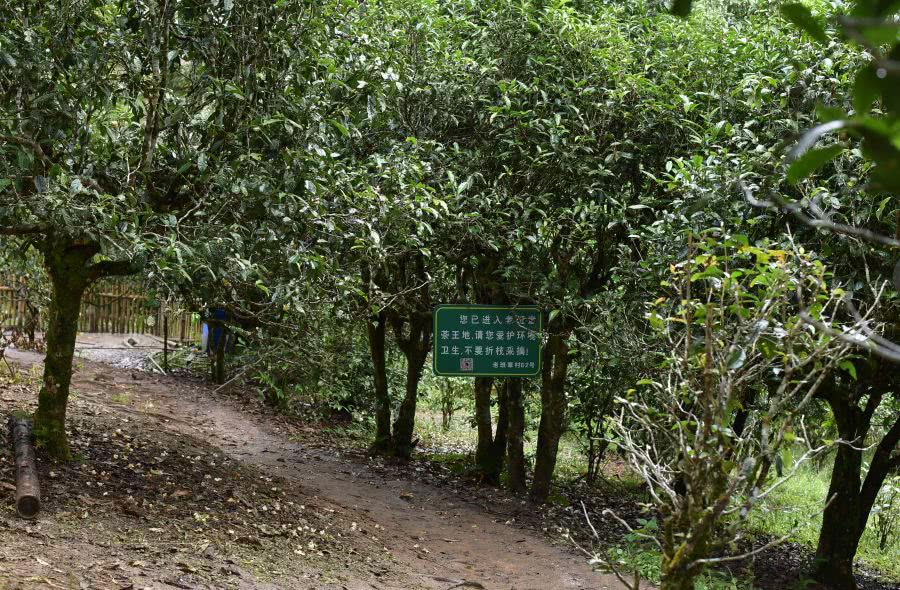 2021年老班章古樹秋茶價(jià)格？