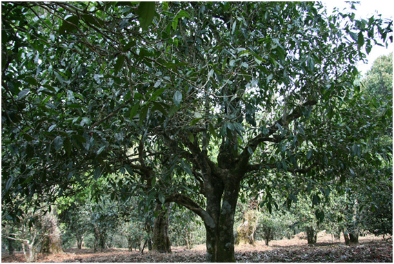 2021年老班章古樹秋茶多少錢一公斤？