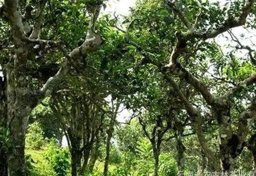 2021年新班章古樹秋茶特點？