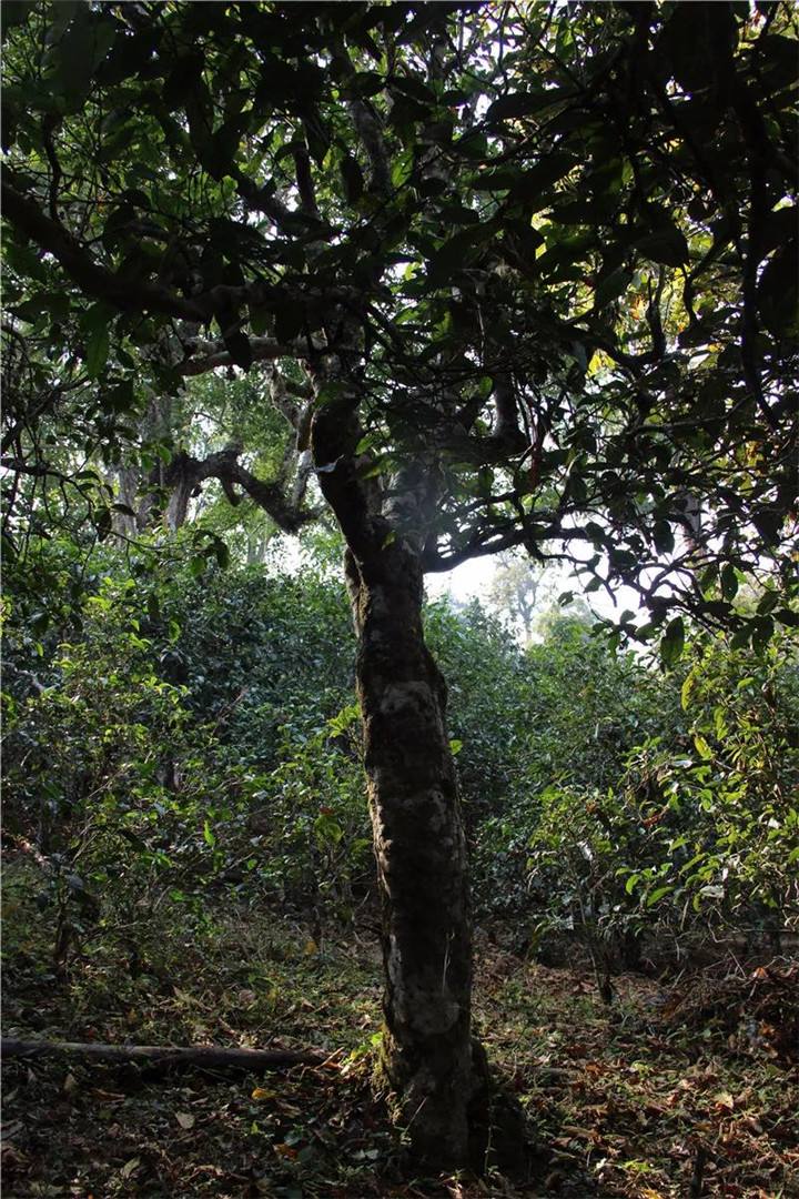 2021年老曼峨古樹秋茶口感是什么？