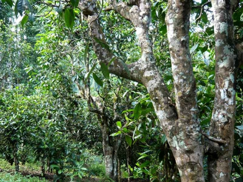 2021老曼峨古樹秋茶多少錢一公斤？