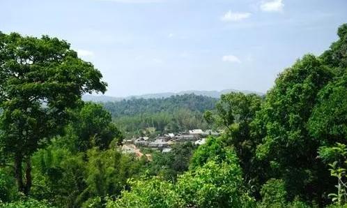 2021年老曼峨古樹秋茶口感最霸氣的山頭！