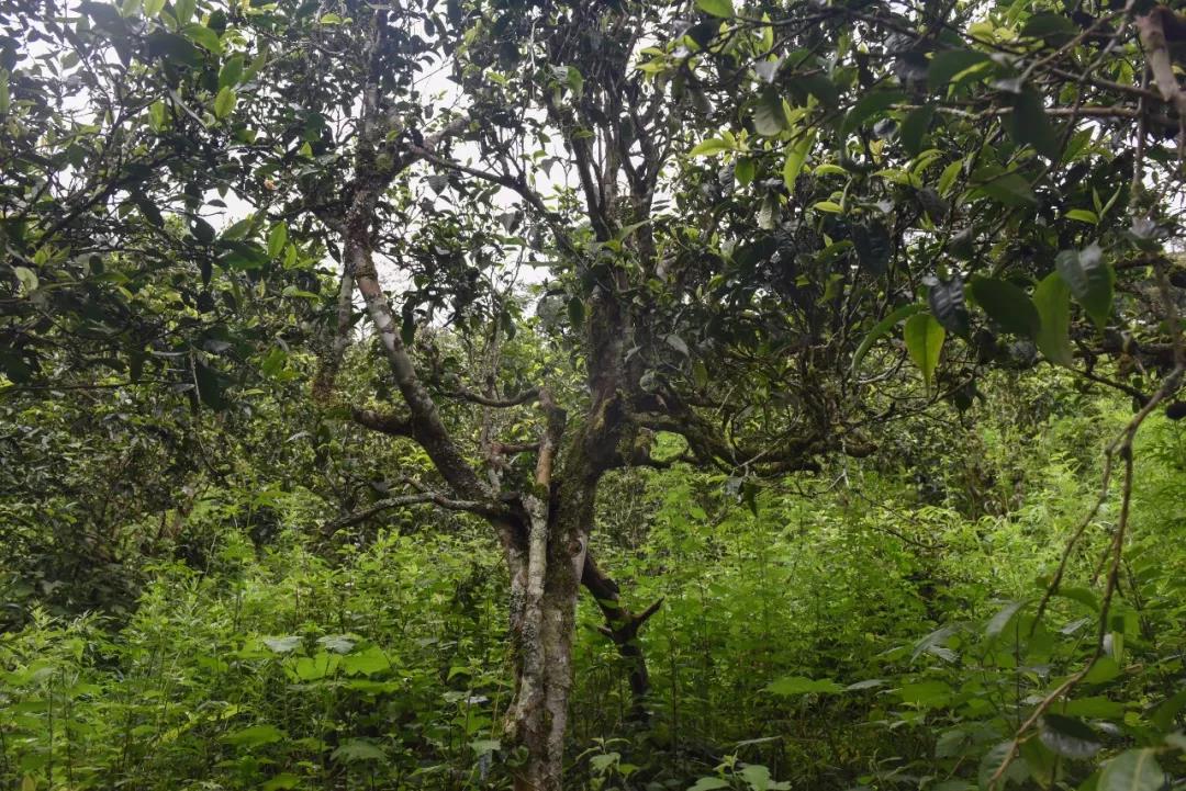 2021年班章茶區(qū)壩卡囡古樹秋茶口感？