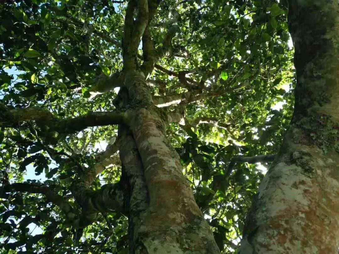 2021年班章茶區(qū)壩卡囡古樹秋茶特點？