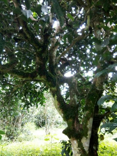 2021年班章茶區(qū)壩卡囡古樹秋茶多少錢一公斤？