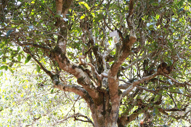 2021年布朗山班盆古樹秋茶口感？