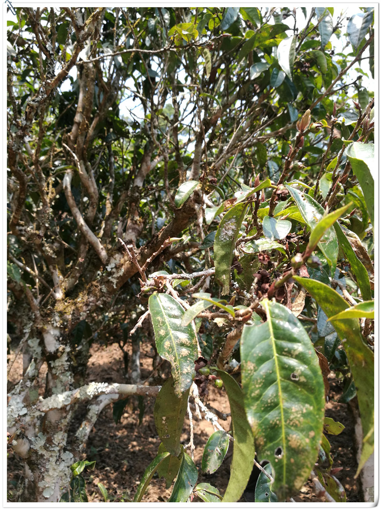 2021年布朗山班盆古樹秋茶多少錢一公斤？