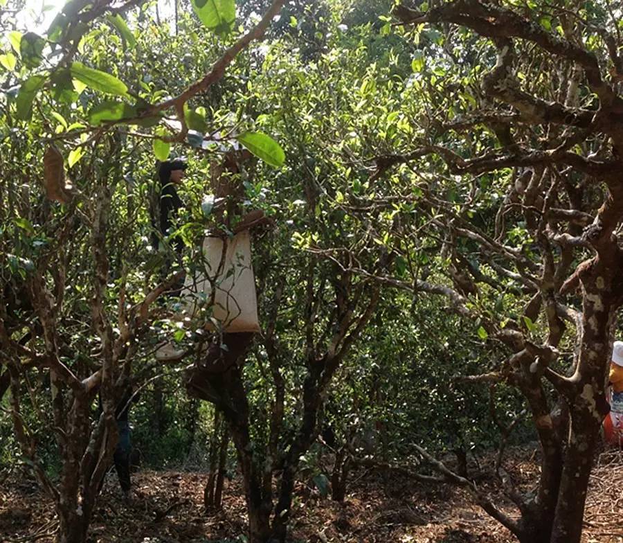 2021年布朗山班盆古樹秋茶品鑒！