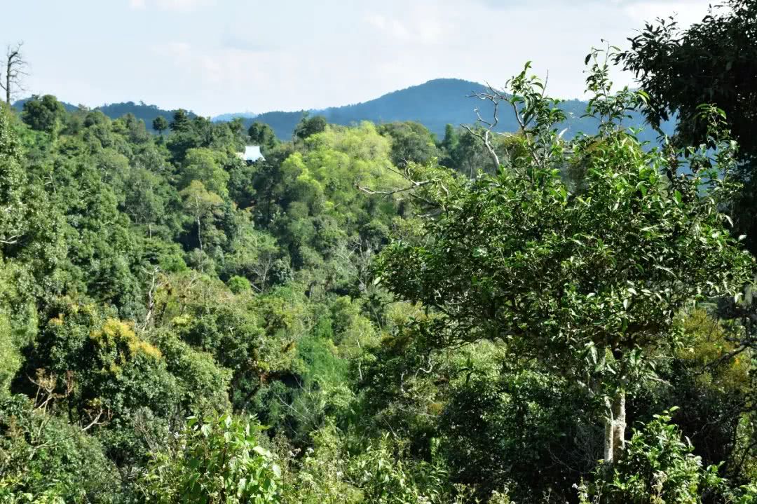 2021年賀開古樹秋茶品鑒實(shí)錄！