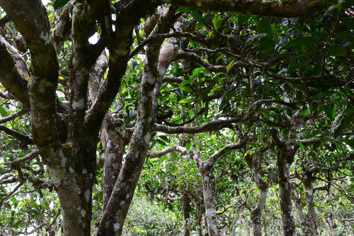 2021年老班章“鄰居”，班盆古樹(shù)秋茶茶來(lái)了！