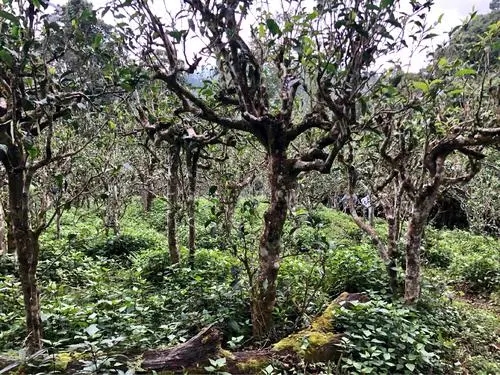 2021年班盆古樹秋茶多少錢一公斤？