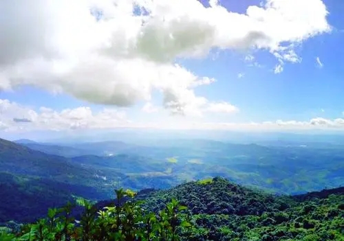 2021年滑竹梁子古樹秋茶特點？