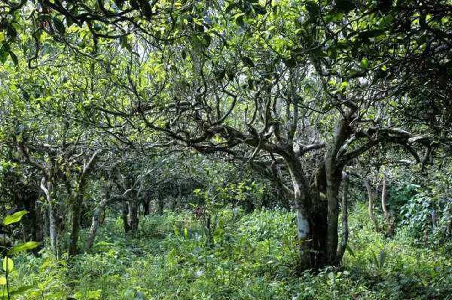 2021年滑竹梁子古樹秋茶口感？