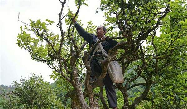 2021年滑竹梁子古樹(shù)秋茶多少錢(qián)