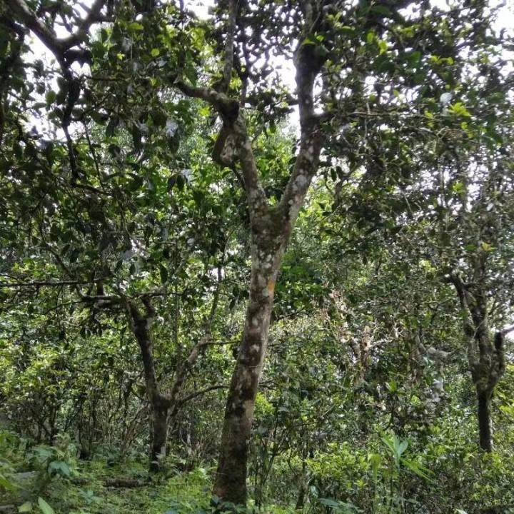 2021年巴達山章朗古樹秋茶口感？