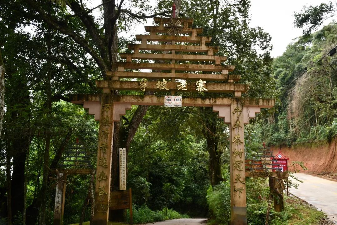 2021年南糯山半坡老寨古樹秋茶特點(diǎn)？