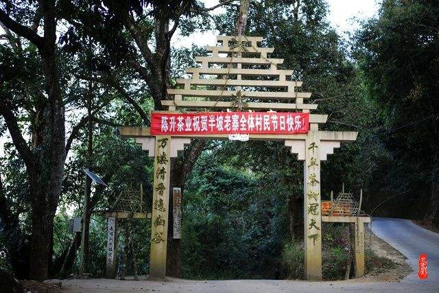 2021年南糯山半坡老寨古樹秋茶價格？