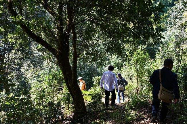 2021年南糯山拔瑪老寨古樹(shù)秋茶特點(diǎn)是什么？