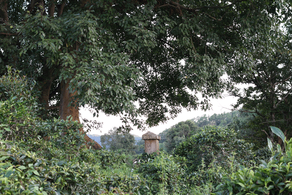 2022年迷帝古樹春茶口感是什么？