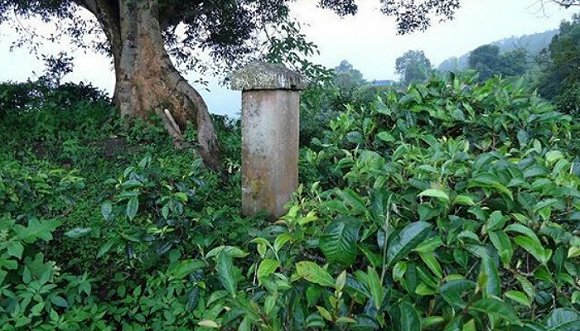 2022年迷帝古樹(shù)春茶價(jià)格？