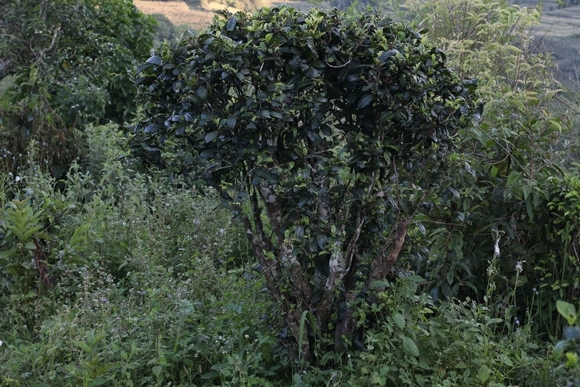 2022年迷帝古樹春茶，這里的茶 皇帝都著迷