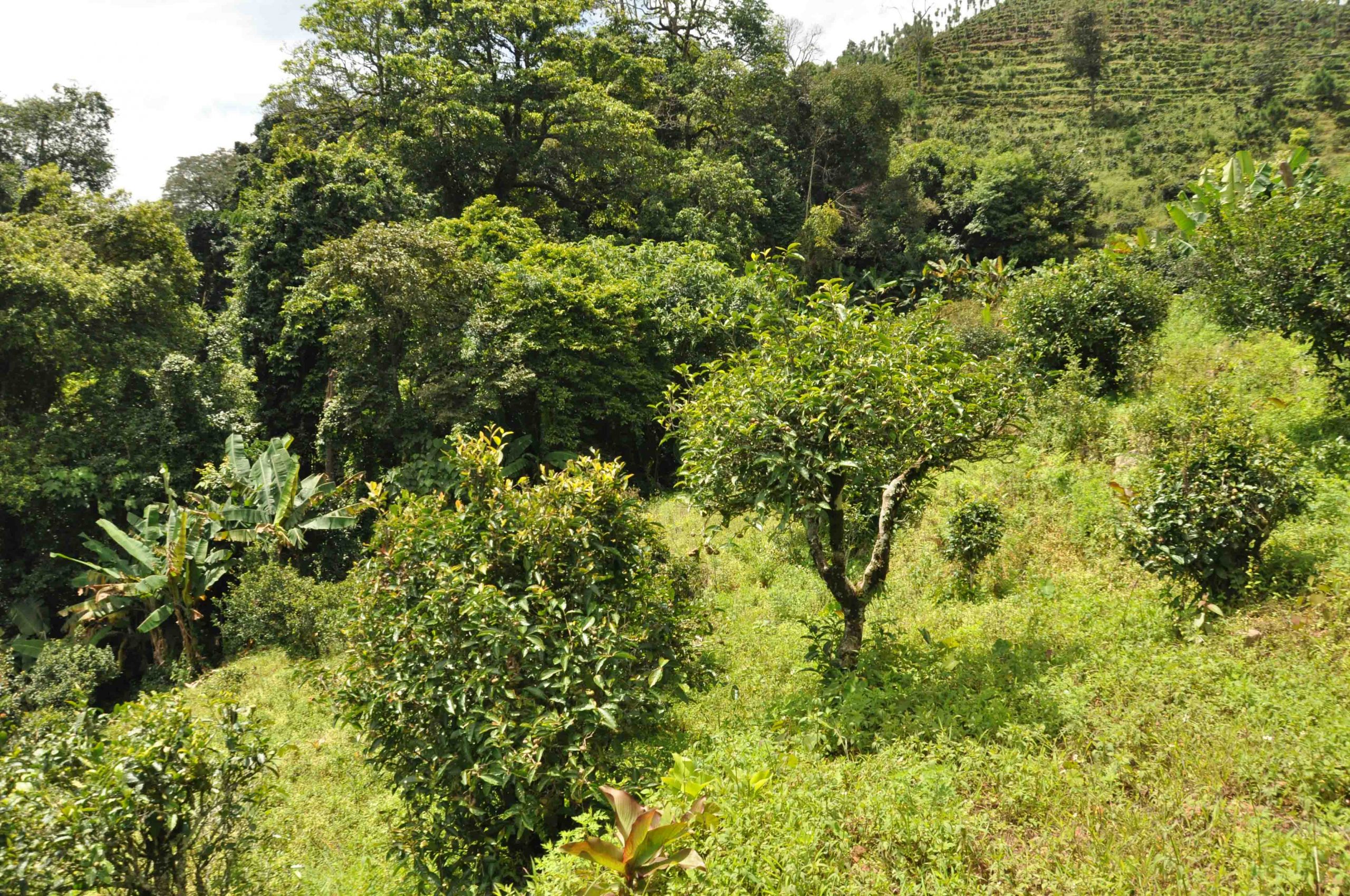 2022年墨江鳳凰窩古樹春茶特點(diǎn)是什么？