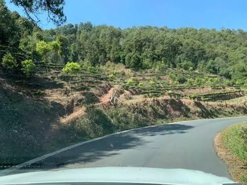 2022年墨江鳳凰窩古樹春茶價(jià)格？