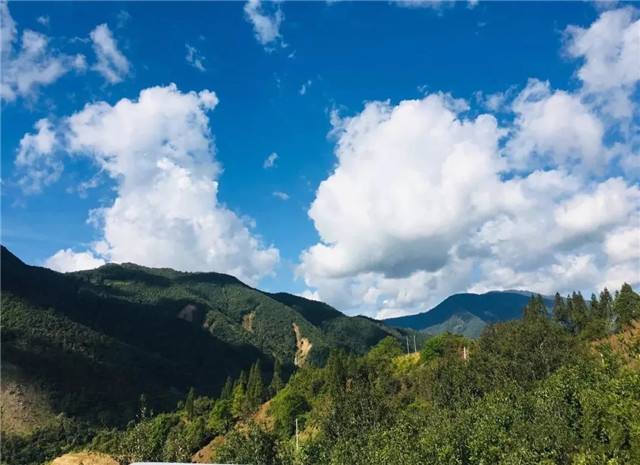 2022年景谷黃草壩古樹春茶多少錢一公斤?