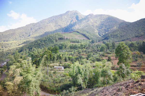 2022年景谷黃草壩古樹春茶價格？