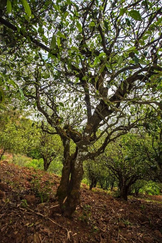 2022年景谷苦竹山古樹春茶多少錢一公斤？