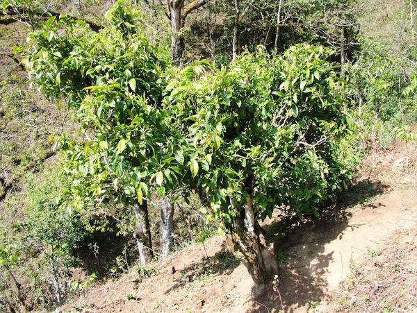 2022年景東御筆古茶山古樹春茶特點(diǎn)？