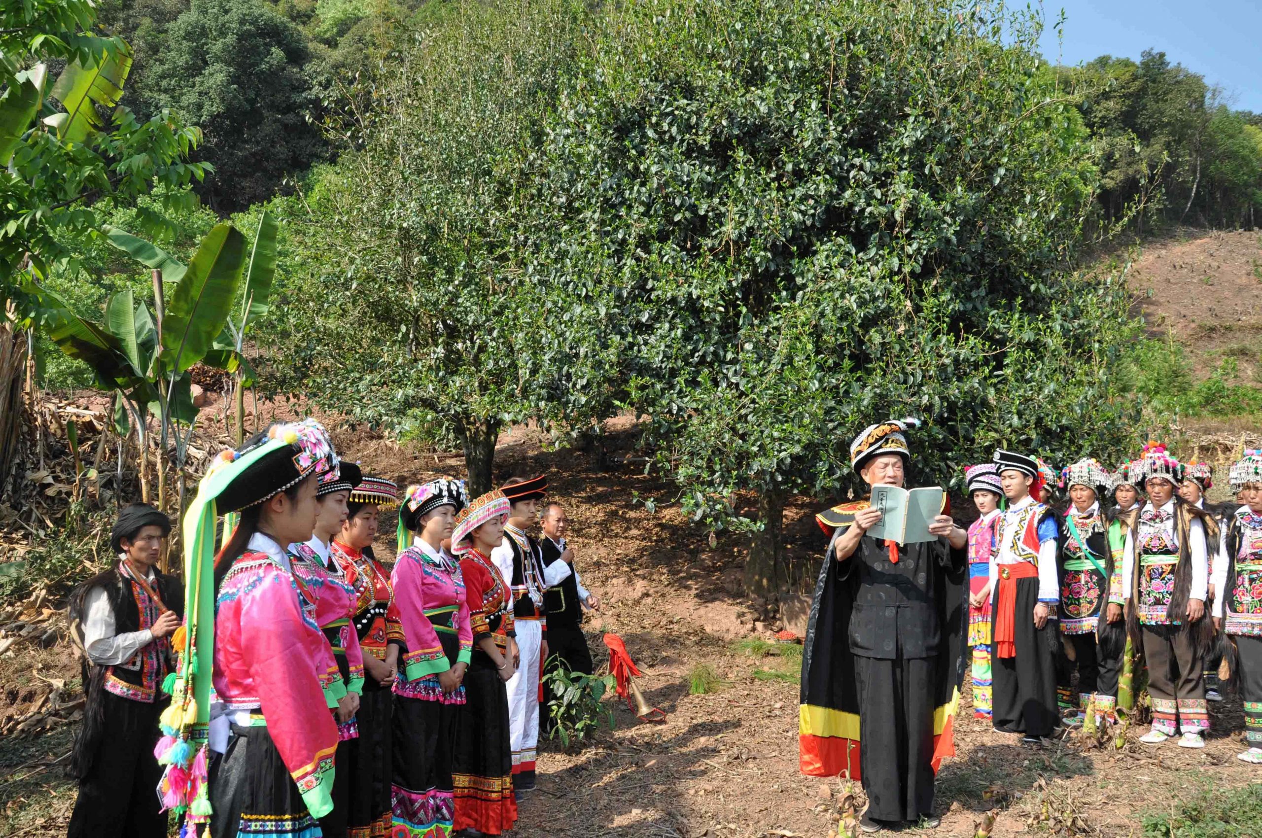 2022年景東御筆古樹春茶多少錢一公斤？