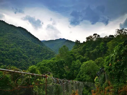 2022年景東御筆古樹春茶價(jià)格多少？