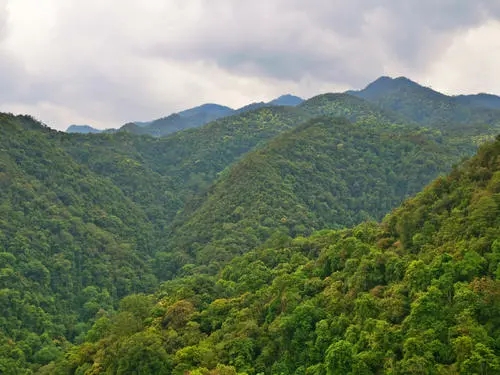 2022年無量山古樹春茶迎春“綻放”！