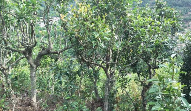 2022年景東金鼎古樹春茶口感特點？